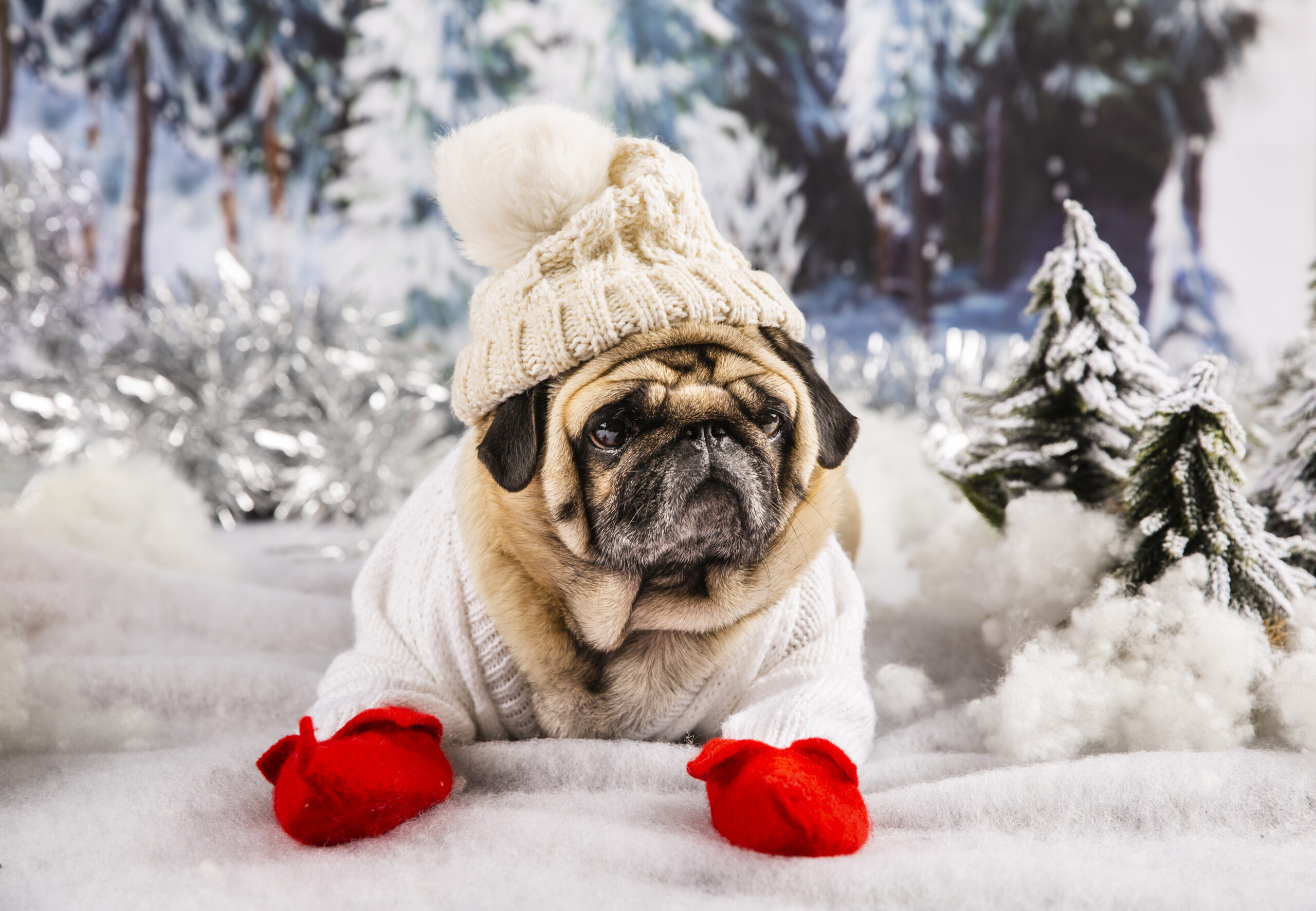ubranka dla psa na zimę